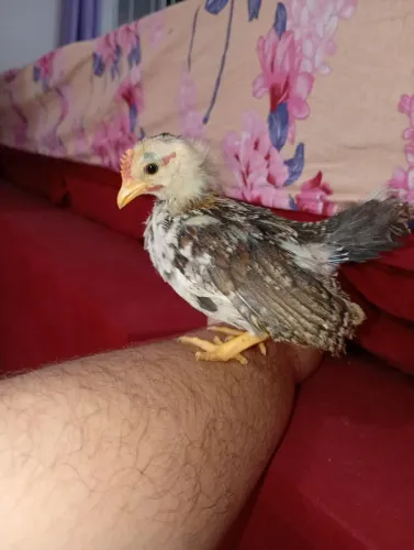 Serama menino 2 meses só nesse domingo