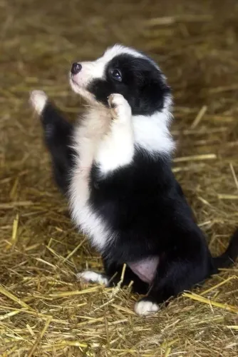 Border Collie Presença que se torna essencial