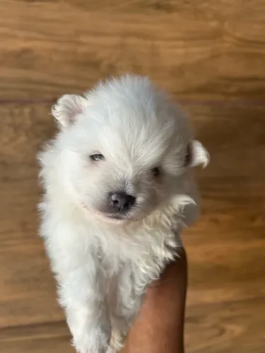 Vendas de animais
