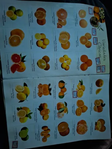 Mudas frutífera enxertada $18,00 cada ( Léia adescrição do anúncio)( 