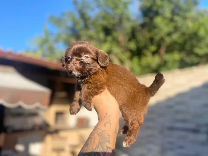 Maravilhoso macho mini shih tzu chocolate 