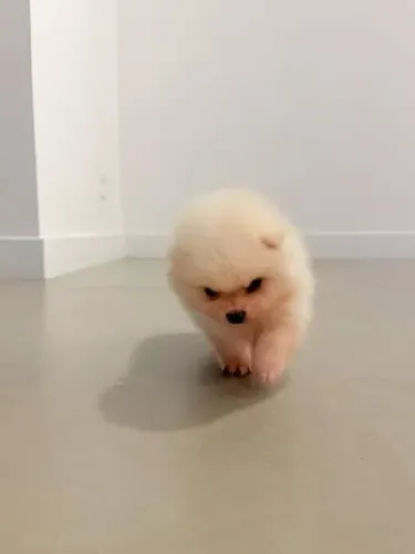 Lulu da pomerania para adoção *