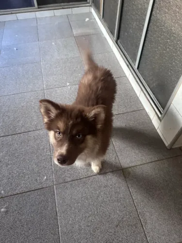 Husky siberiano 
