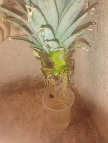 Muda de abacaxi com raiz