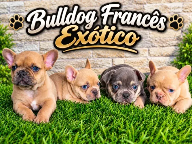 BULLDOG FRANCÊS