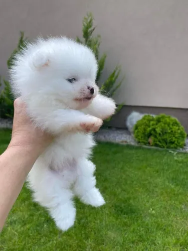 Spitz Alemão adorável