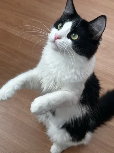 Doação de gatos 