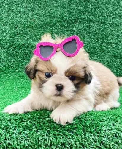 Shih Tzu Filhote ? Pequeno, Encantador e Companheiro