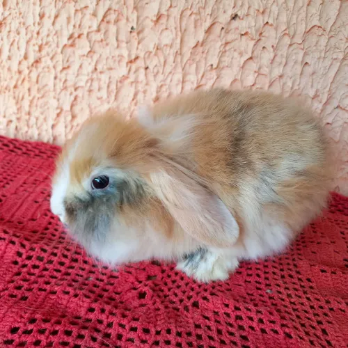 Mini Coelho 
