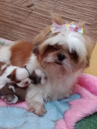 Shih Tzu Machos com pedigree em 10x, entregamos