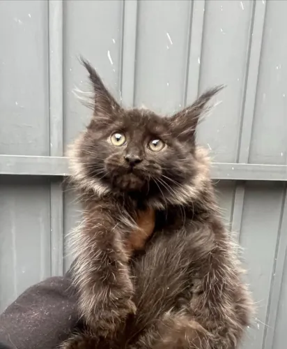 Maine Coon gato gigante preto  - puro - pedigree - ler todo descritivo 