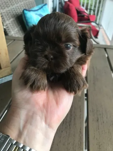 Lhasa Apso Um Instinto Amigo que Acolhe