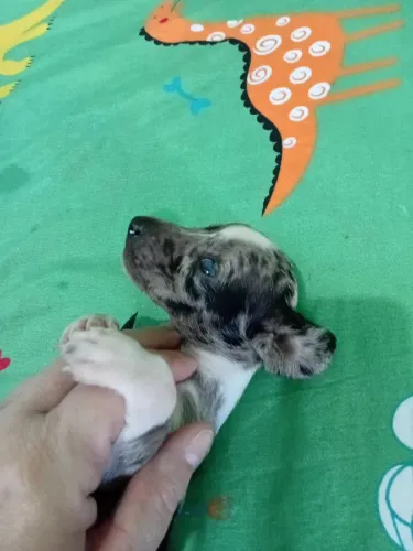 Dachshund merle Teckel