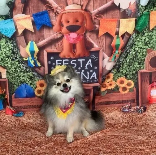 Lulu da pomerânia fêmea