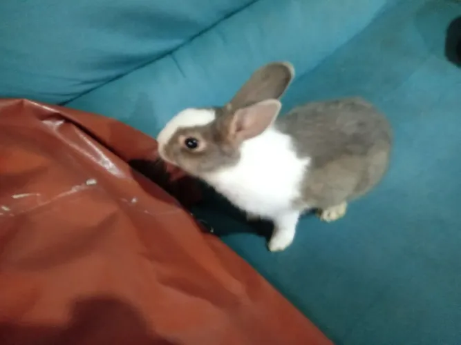 Coelhos / ZL