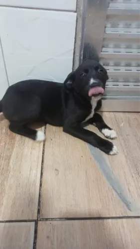 Cachorrinha para doação 