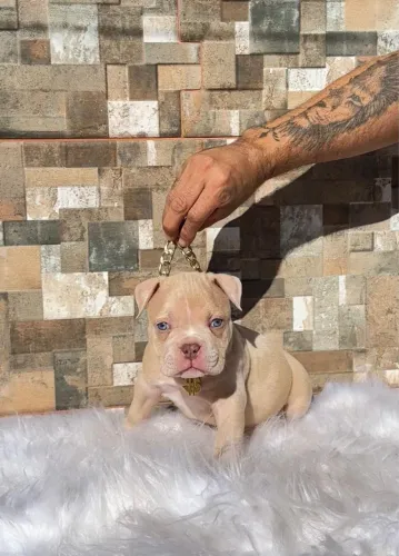 American bully Macho