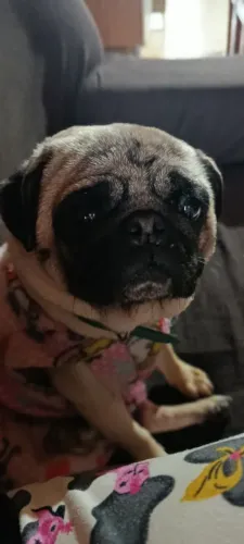 Vendo pug