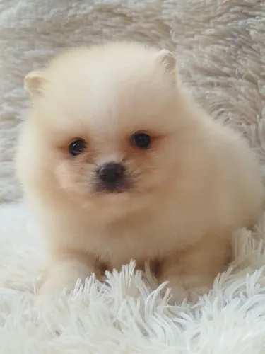 Filhote de Spitz alemão macho