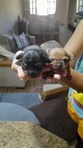 Vendo pinscher