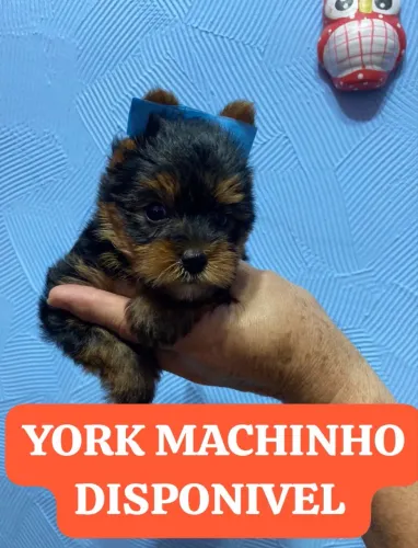 Yorkshire lindos filhotes disponíveis agora