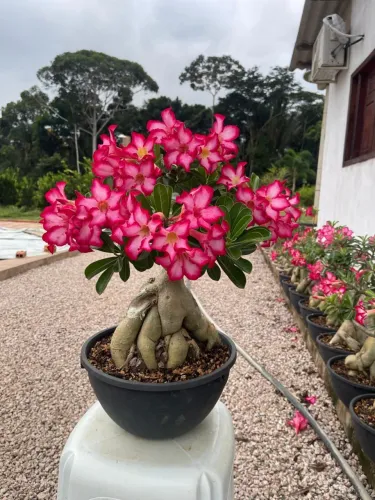Rosas do deserto