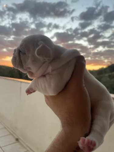 Filhote FEMÊA de Bulldog Francês