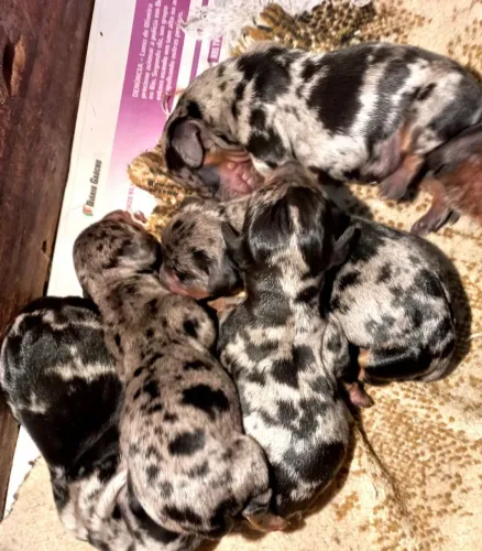 Daschunds arlequim