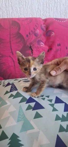 Gato