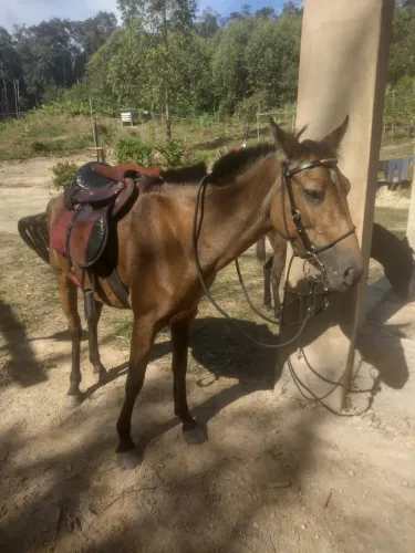 Égua
