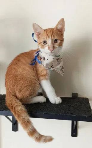 Clark, um supergatinho!