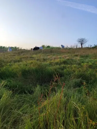 Granja com 7 hectares na região de Monte Alegre para criação de gado plantação