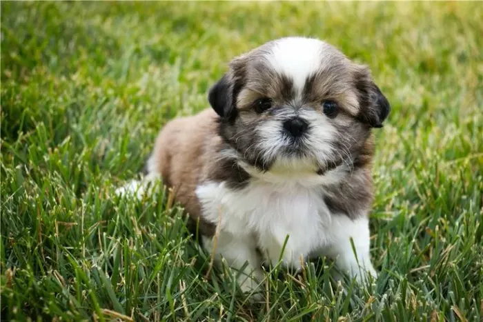 Lhasa Apso maravilhosa