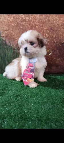 Shih tzu 10x sem juros no cartão 