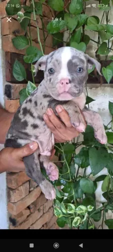 American bully