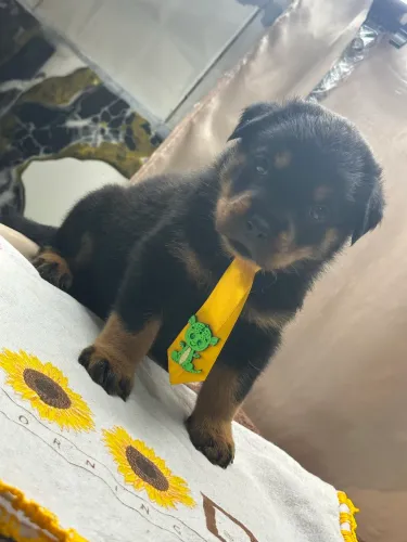 Vendo filhote de Rottweiler