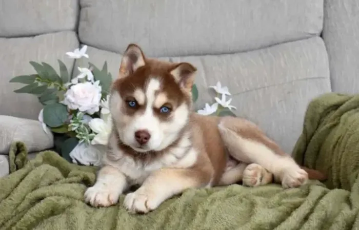 Husky siberiano - filhotes lindos e com muita elegância ¿ não espere mais