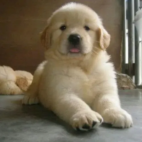 Filhote de cachorro golden retriever super dócil e pronto para o lar