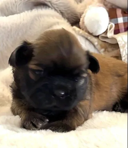 Filhotes de Shih Tzu | Filhotes cheios de charme.