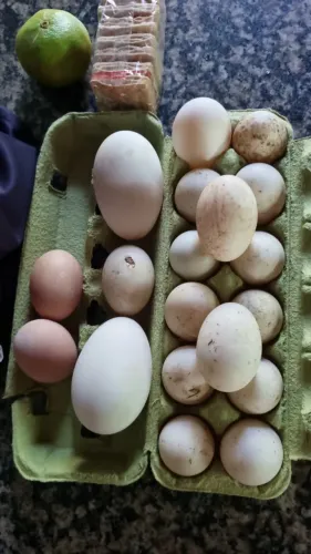 Ovos de marreca