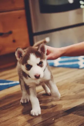 Husky Siberiano - O Companheiro Ideal Para Uma Vida Inteira