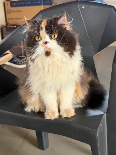 Gata persa procurando namorado