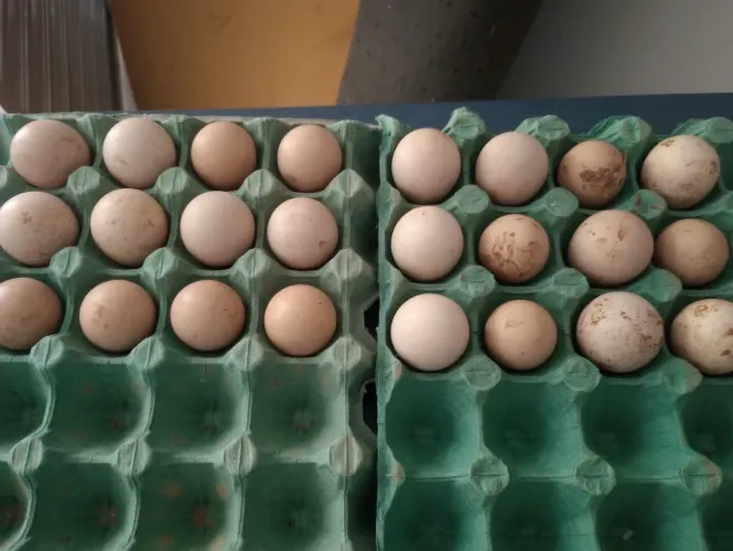 Ovos de galinha da Angola