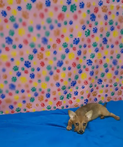 Salsicha com Lulu Filhotes Porte Bem Pequeno 12X