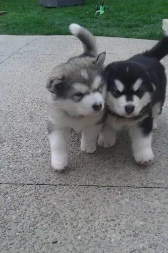 Filhote husky siberiano, Diga olá para seu novo melhor amigo peludo!