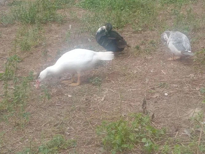 Patos