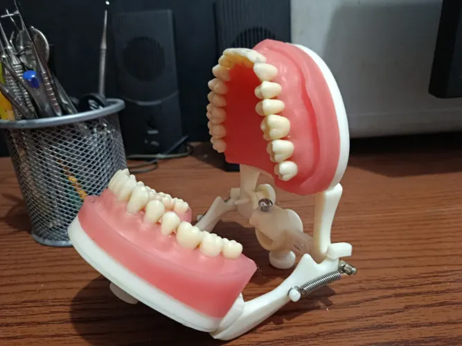 Manequim odontológico articulado, novo!