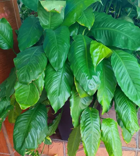 Planta copo de leite com jarro 