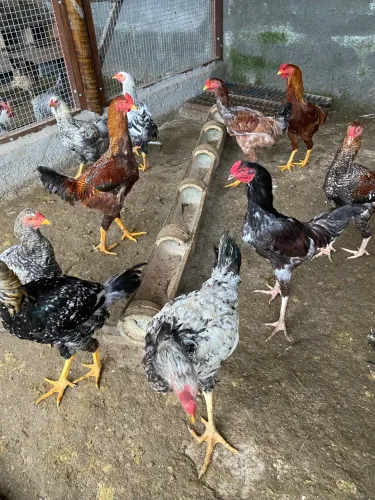 Frangos