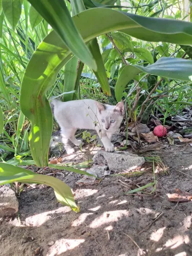 Gato disponível para adoção 